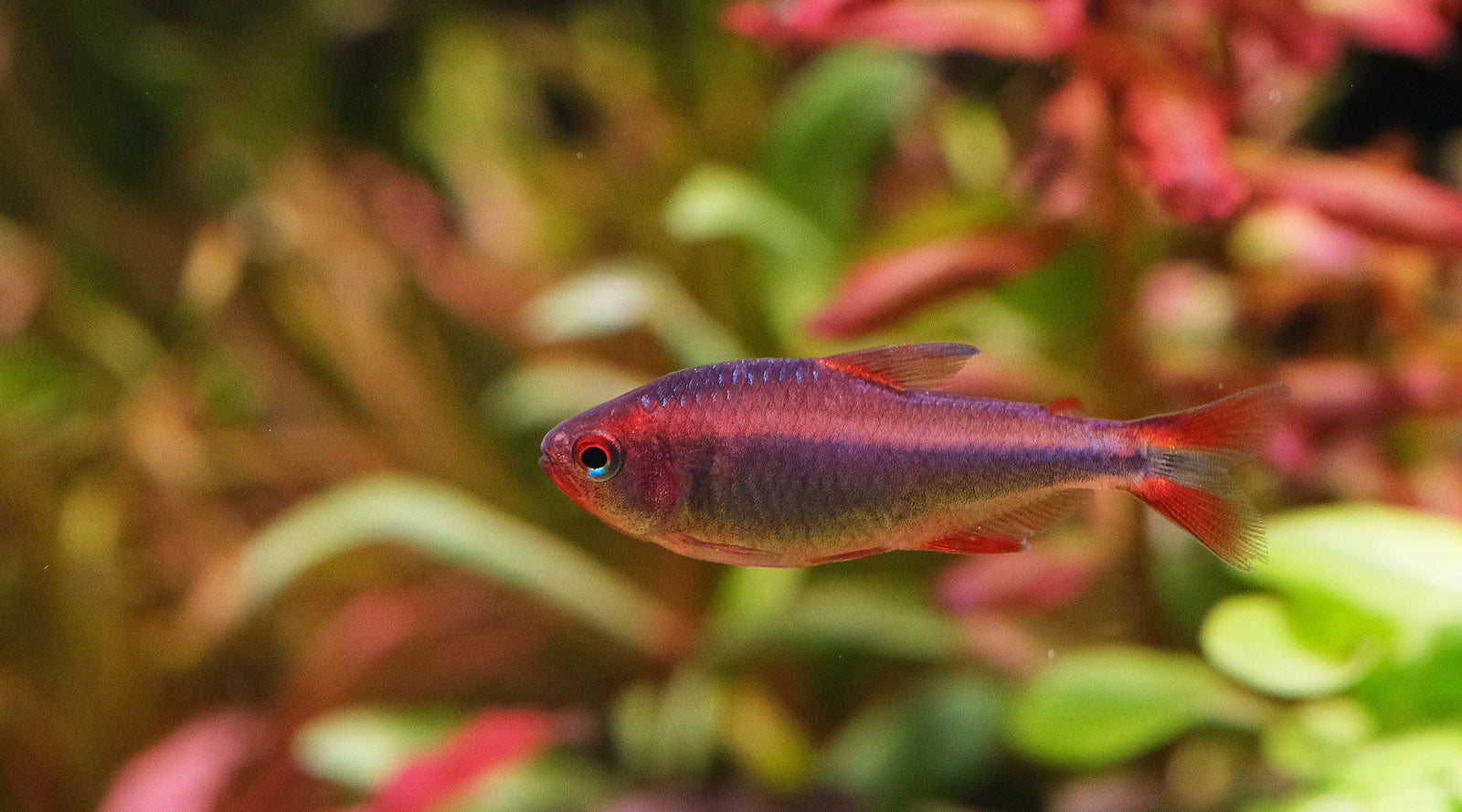 What is a good level for KH in a planted aquarium ?