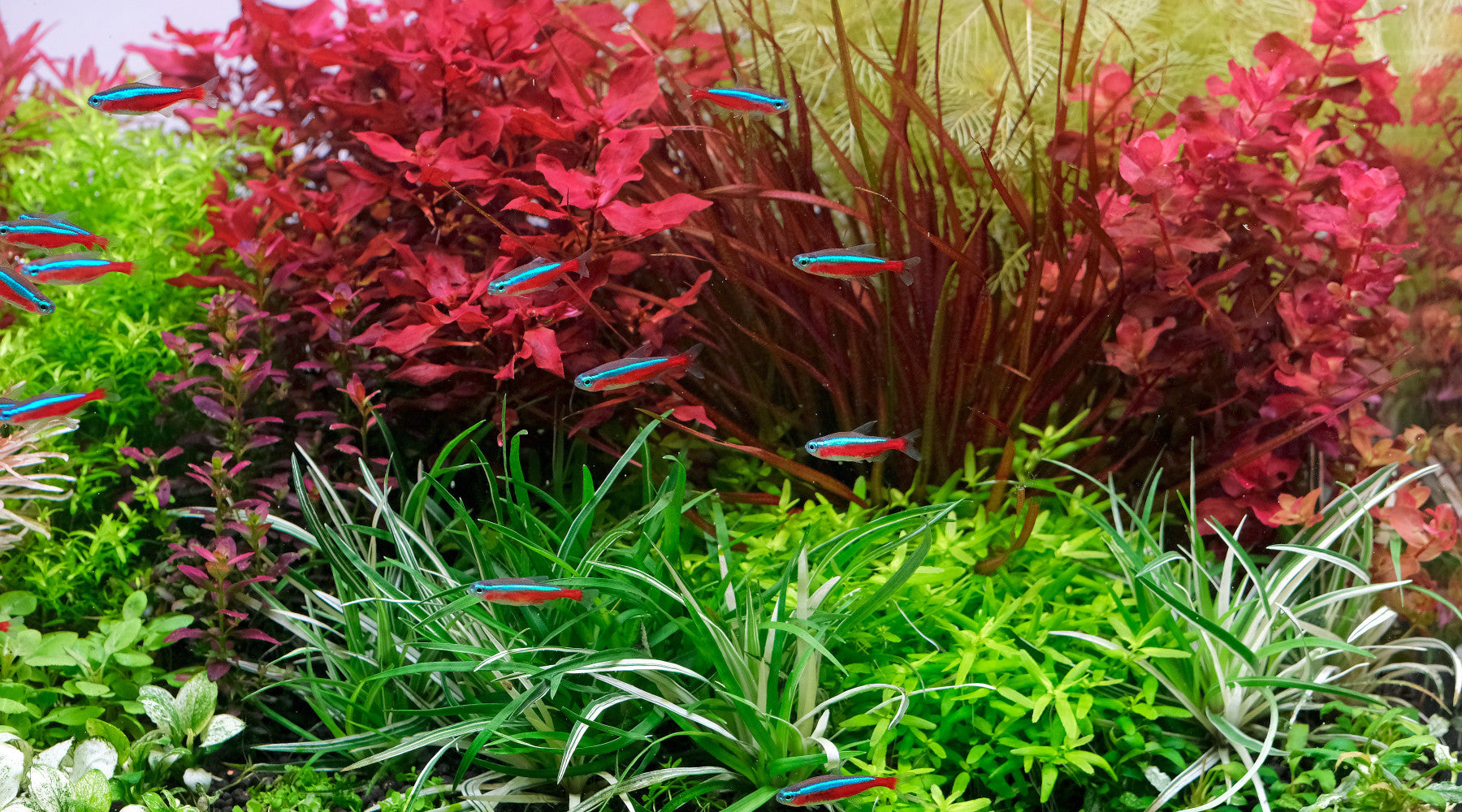 Does injecting CO2 harm fish?