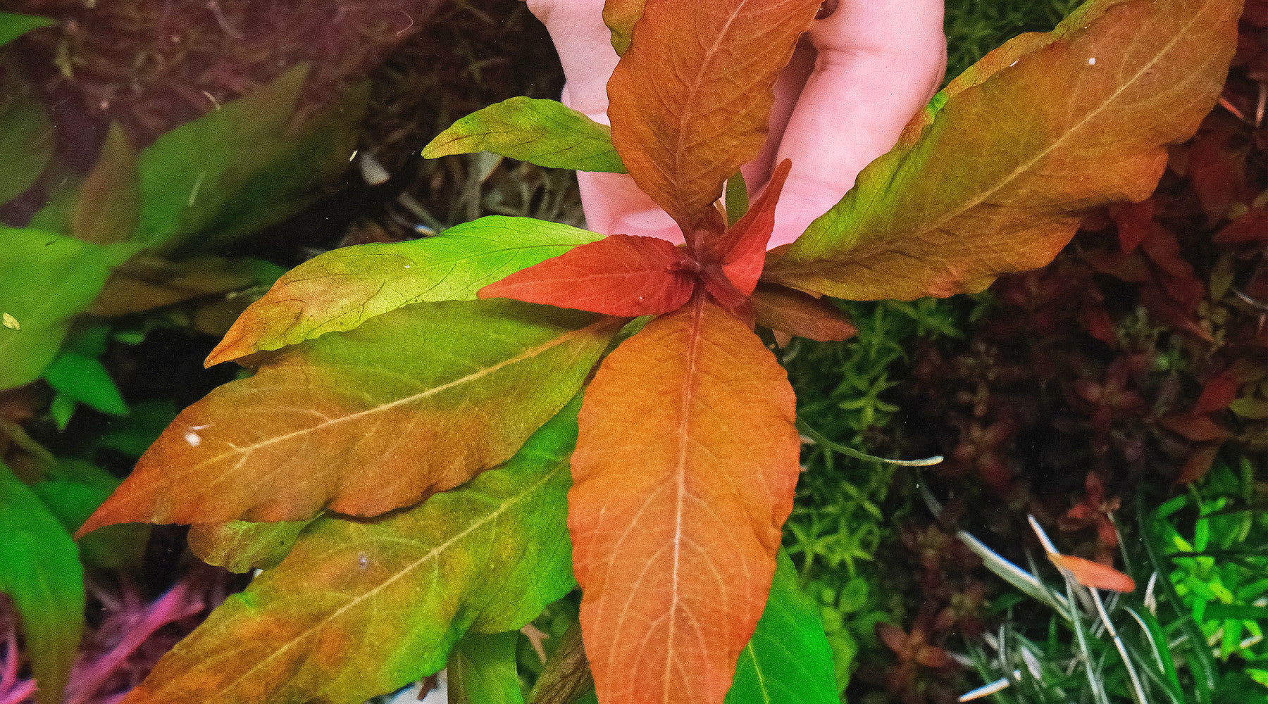 How to grow Hygrophila corymbosa (Temple plant)