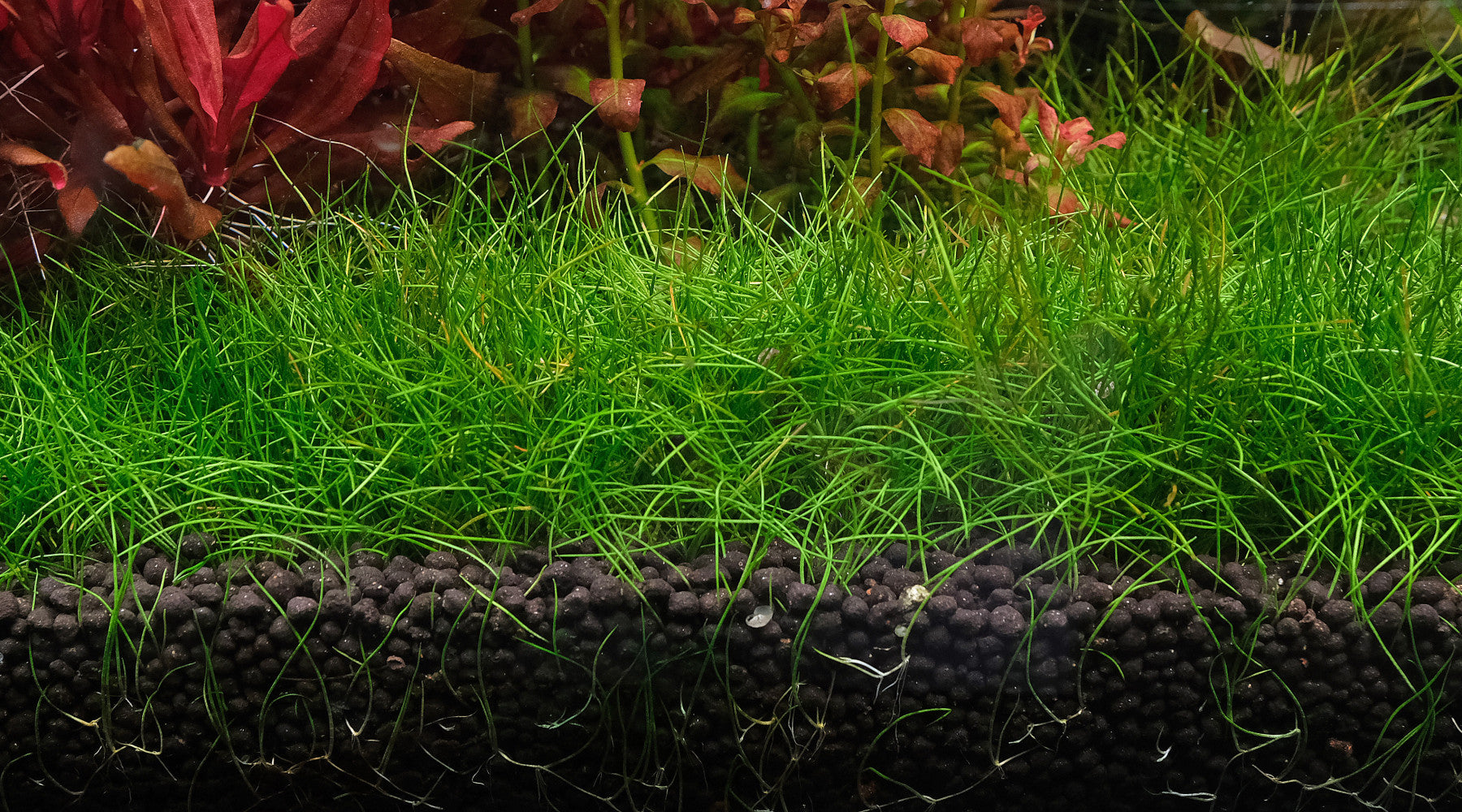 How to grow Eleocharis acicularis [Dwarf Hair grass]