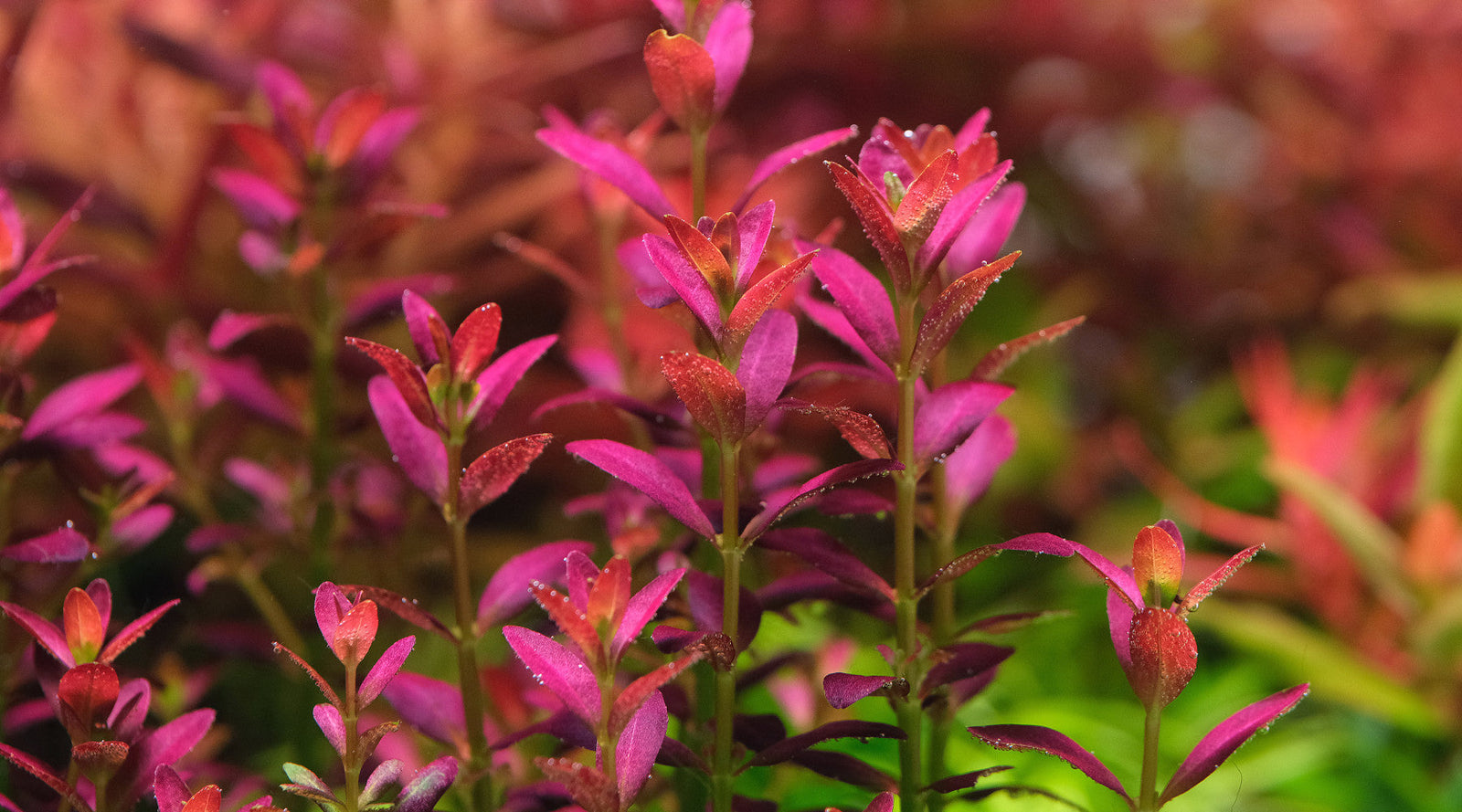 How to grow Rotala ramosior Florida