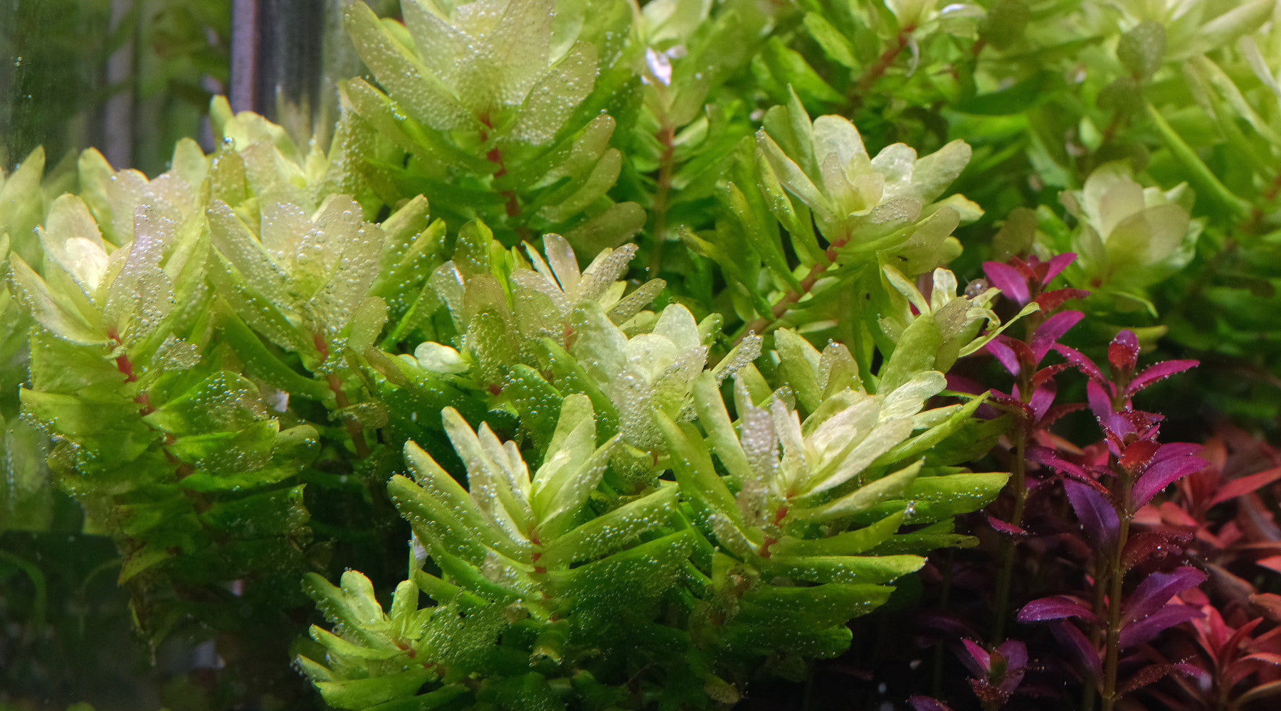 How to grow Rotala tulunadensis