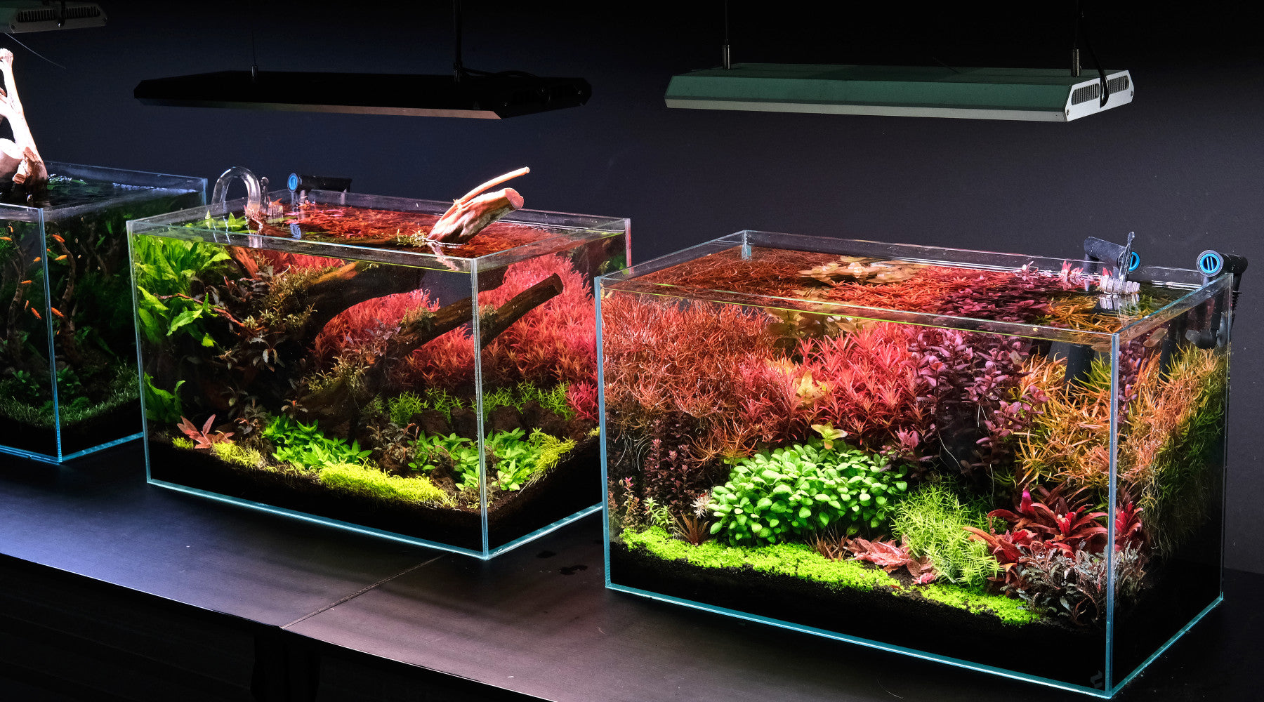 The best LED units for planted tanks in 2026