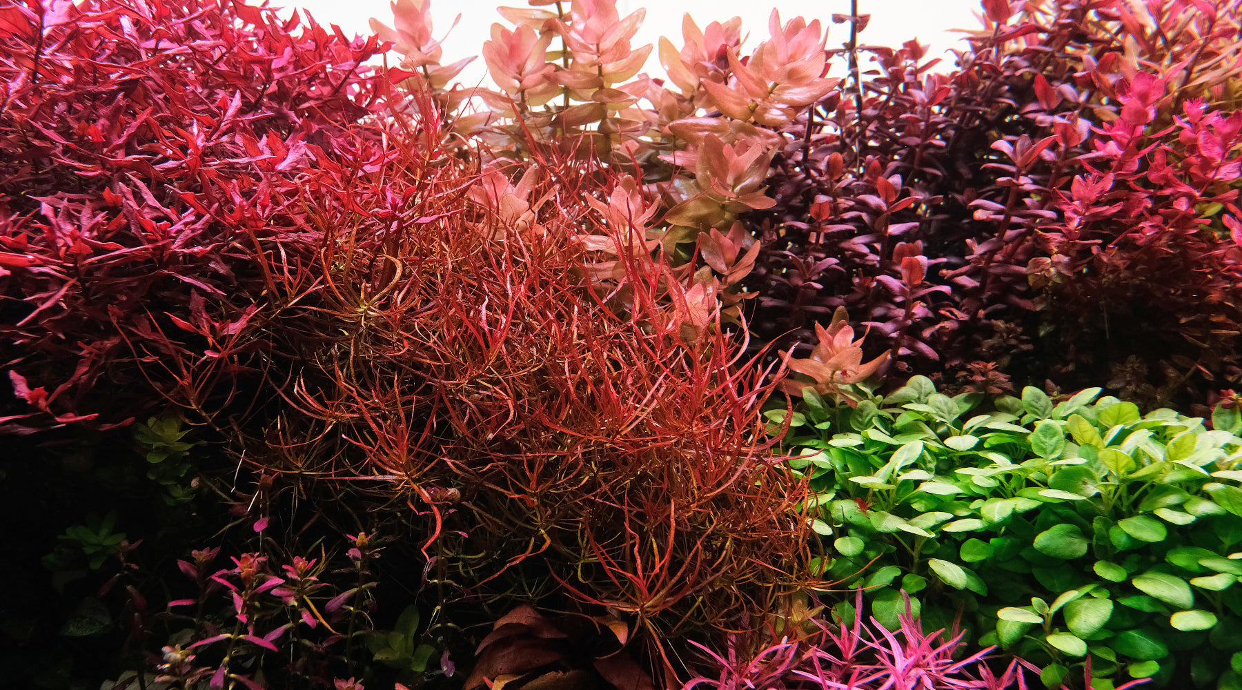 How to grow Ludwigia arcuata