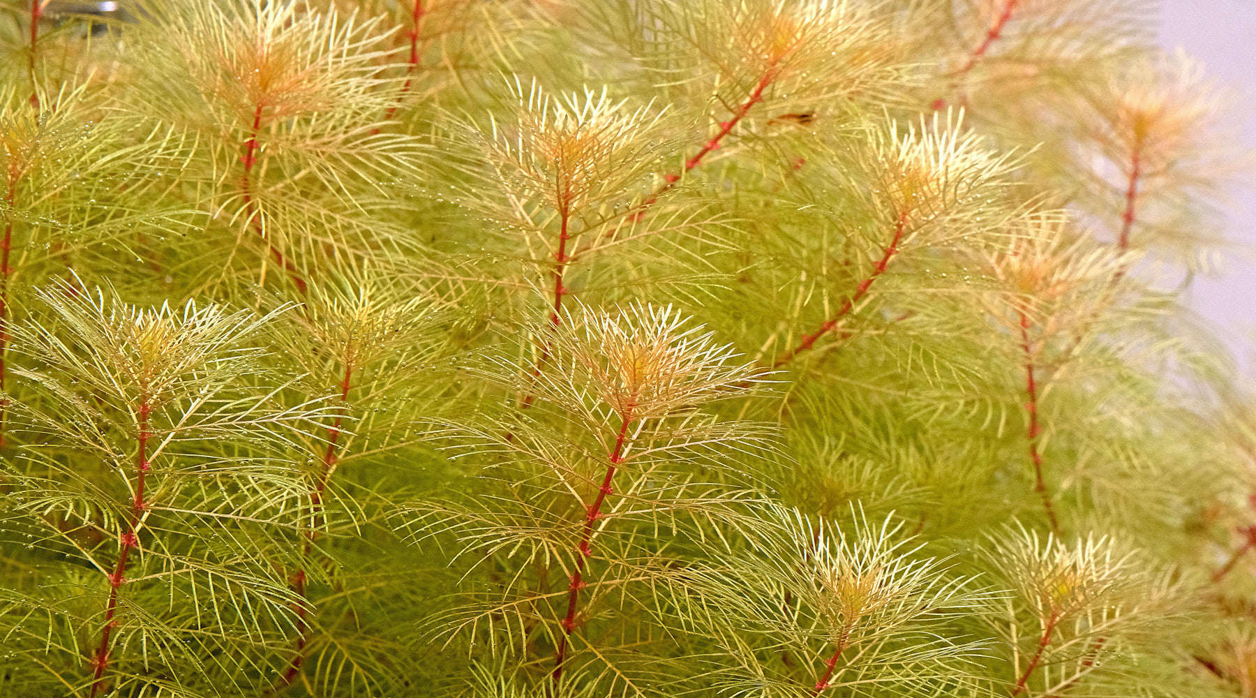 How to grow Myriophyllum "golden"