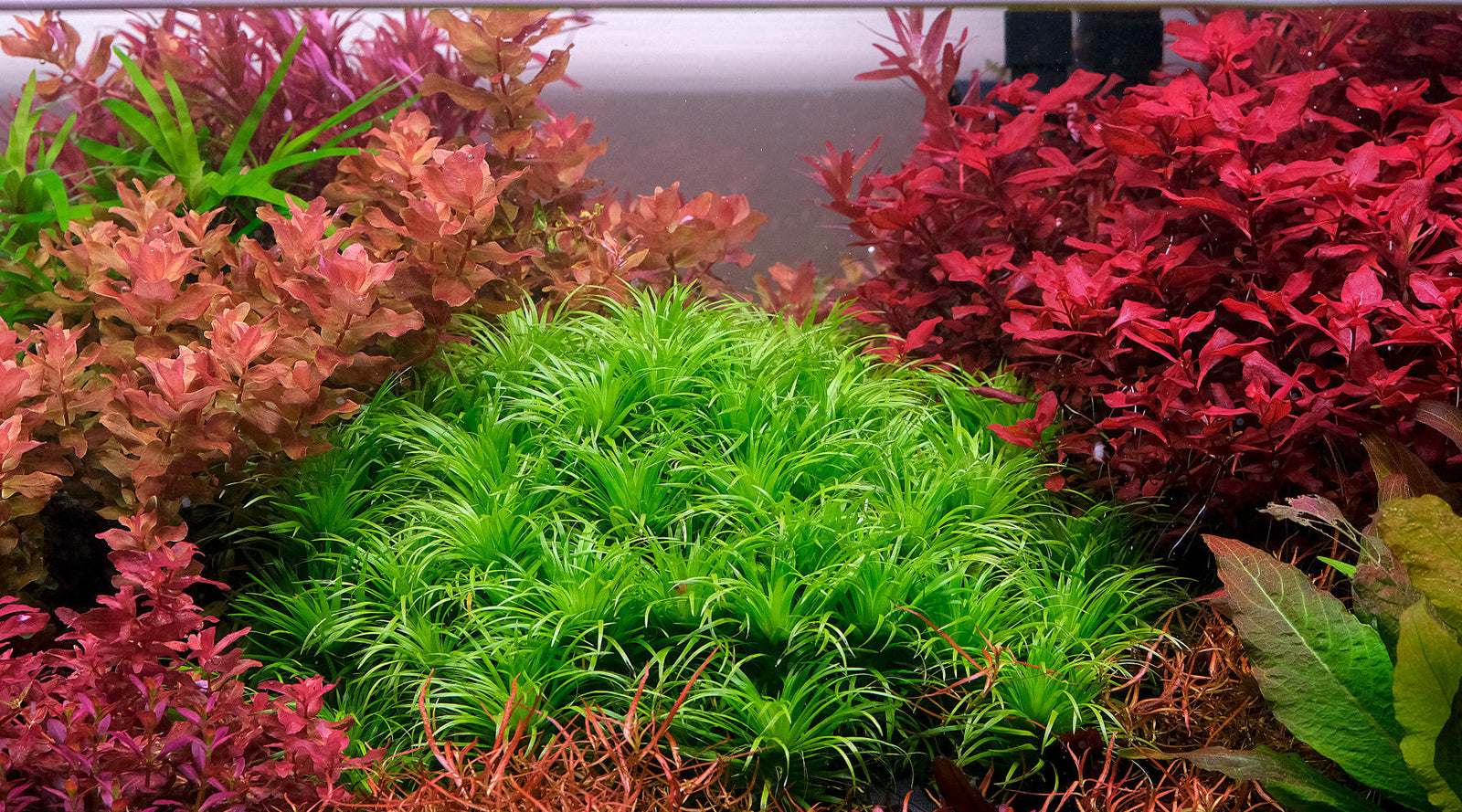 How to grow Sygonananthus species (S. Macrocaulon, S. 'lago grande')