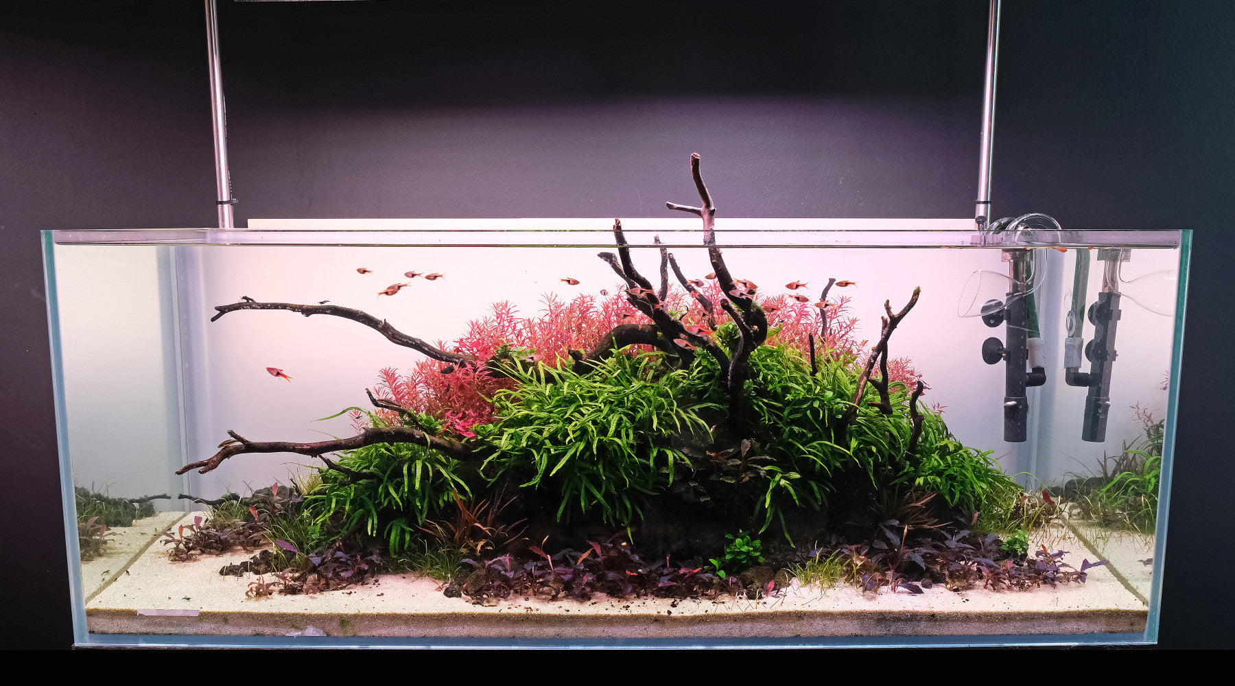 Starting a planted tank- difficult first steps?
