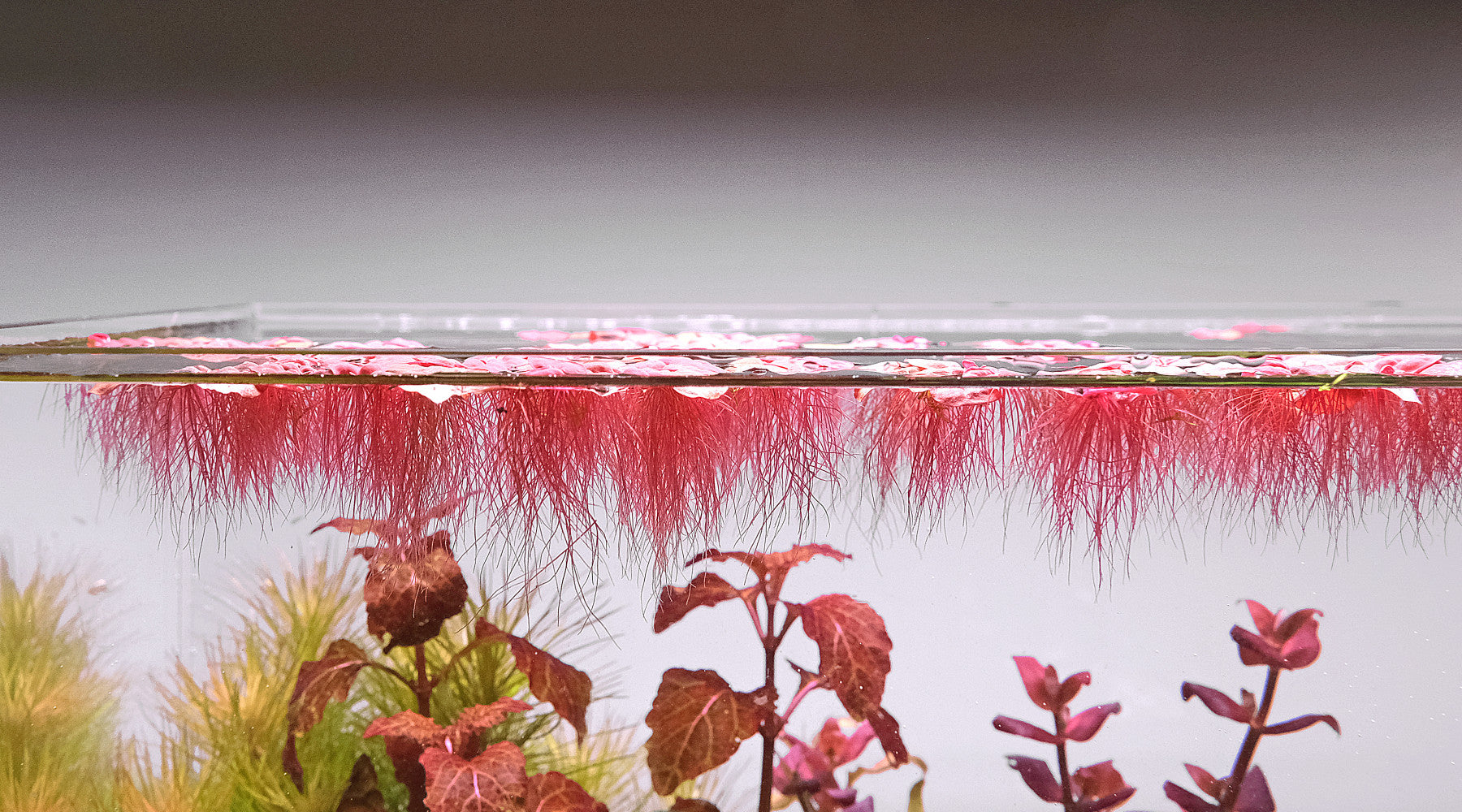 Red Root Floater Roots How to make red root floaters (Phyllanthus fluitans) redder? - The 2Hr ...