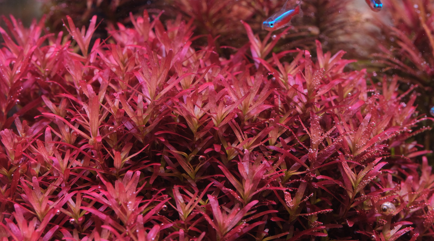 Close up picture of Rotala blood red SG
