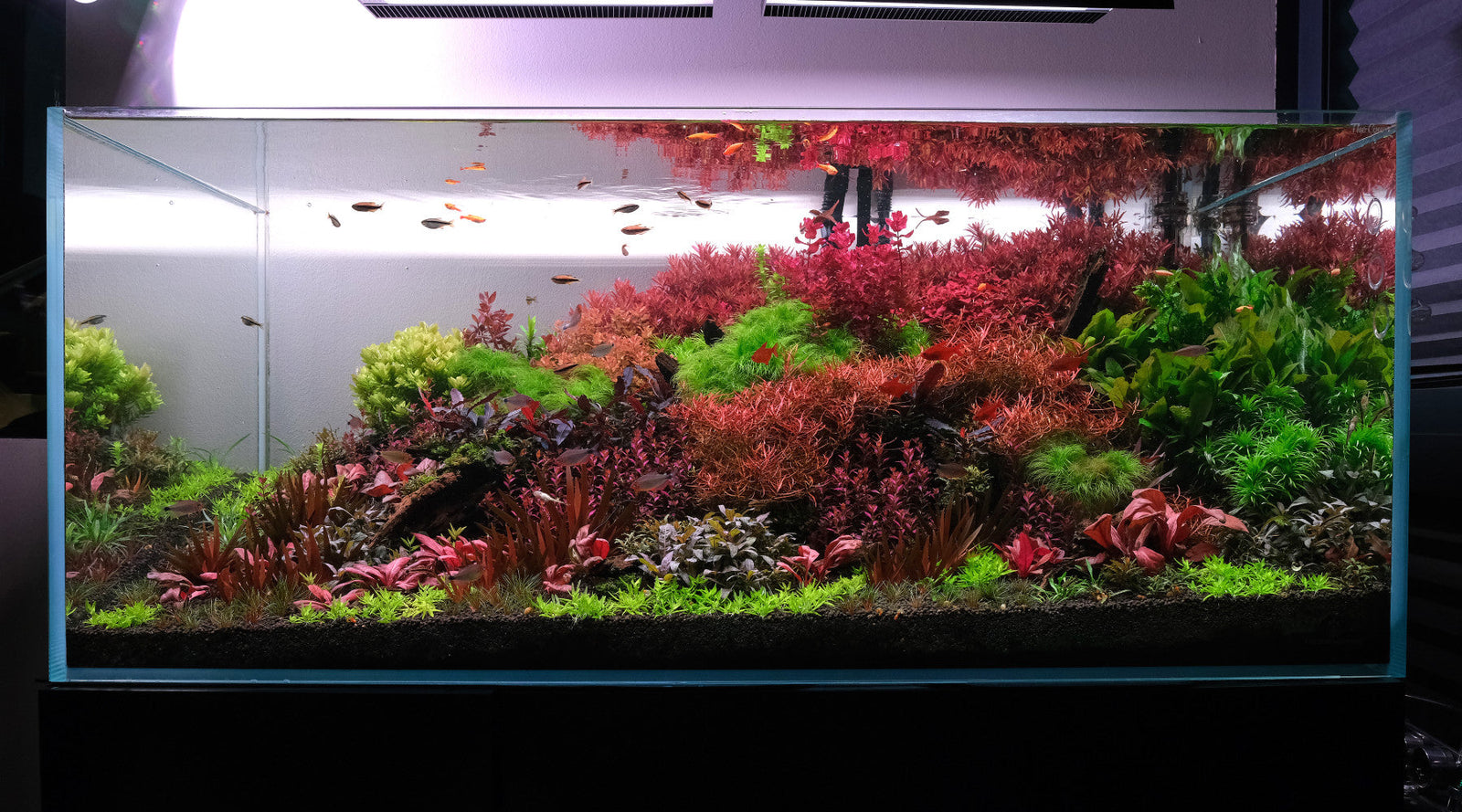 4ft Rotala florida community aquarium: Showcasing the 2hr Way