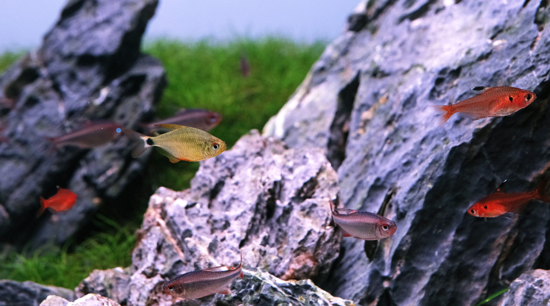 I have perfect parameters, why are my fish dying?