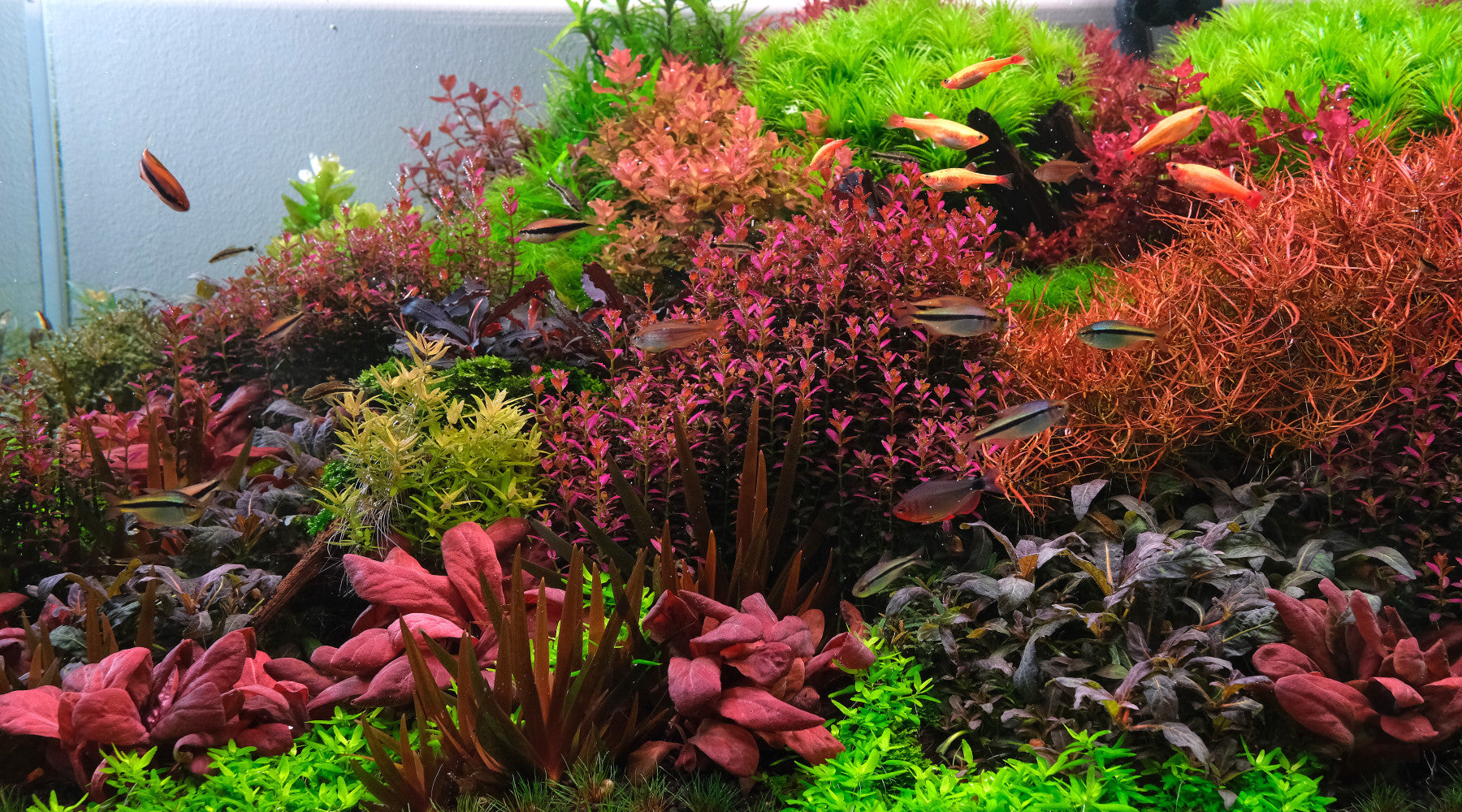 Which APT liquid fertilizer should I use?