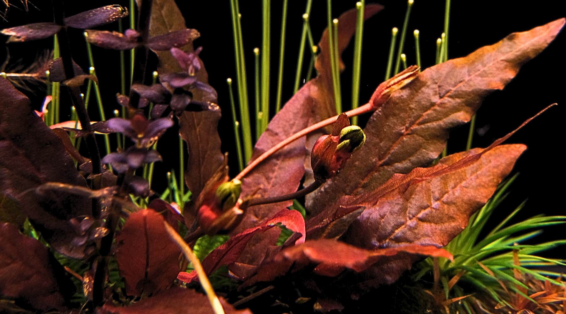 Flowering Underwater?