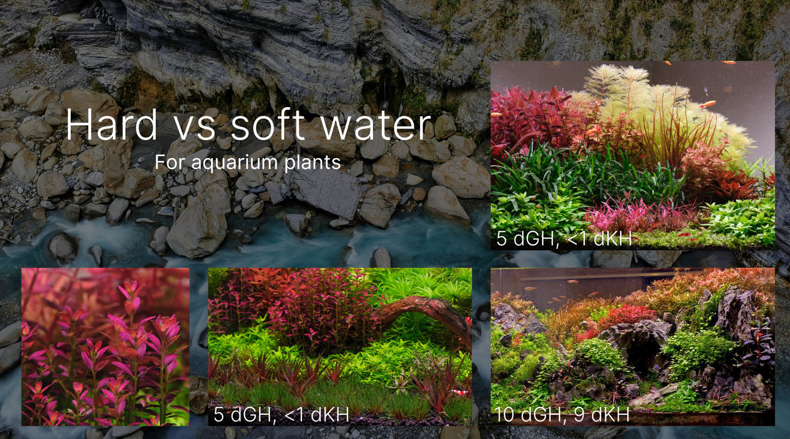 Hard water vs Soft water plants decoded