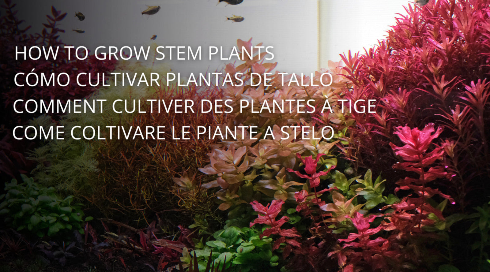 How to grow stem plants