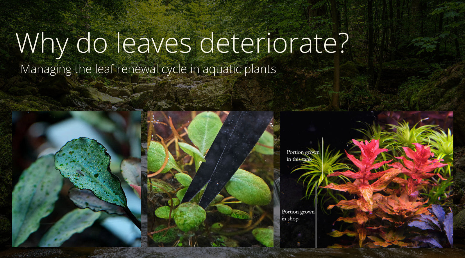 What do leaves deteriorate? Understanding the leaf renewal cycle in aquatic plants