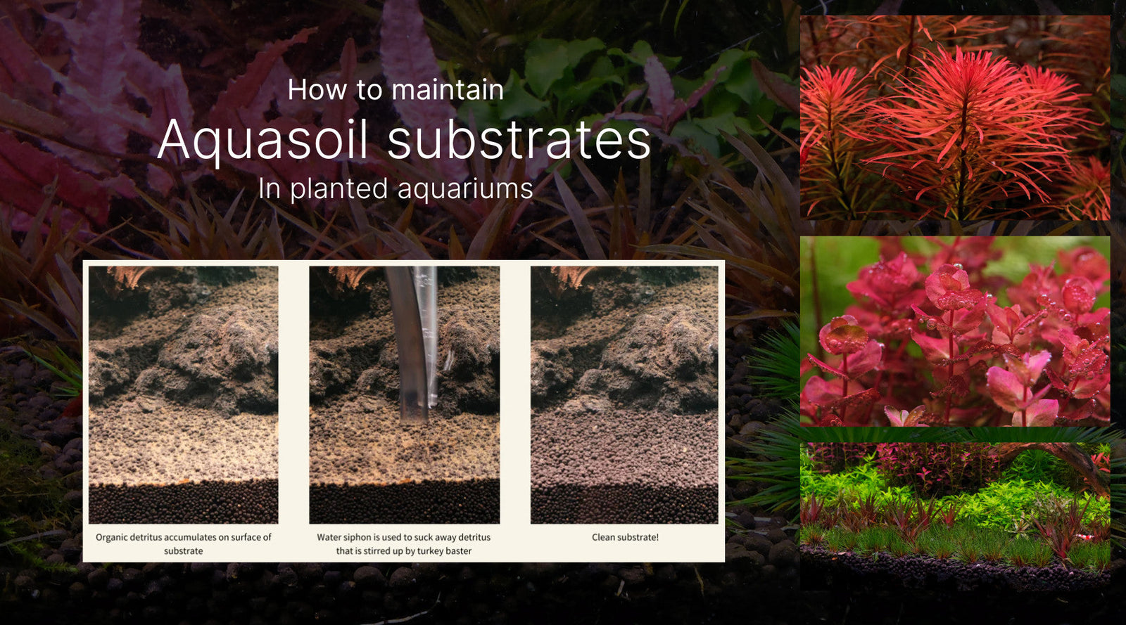Should you siphon your aquasoil substrate? How to maintain aquasoil substrates in the long run?
