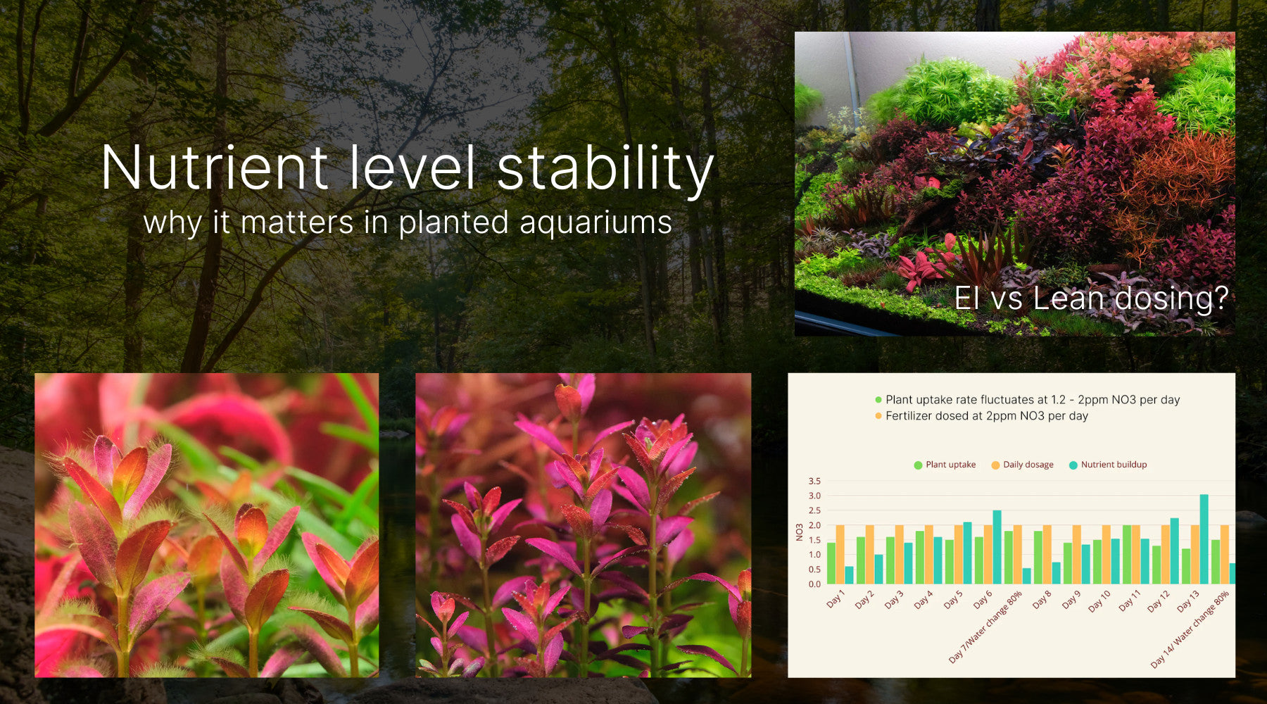 Why nutrient level stability matters for planted aquariums