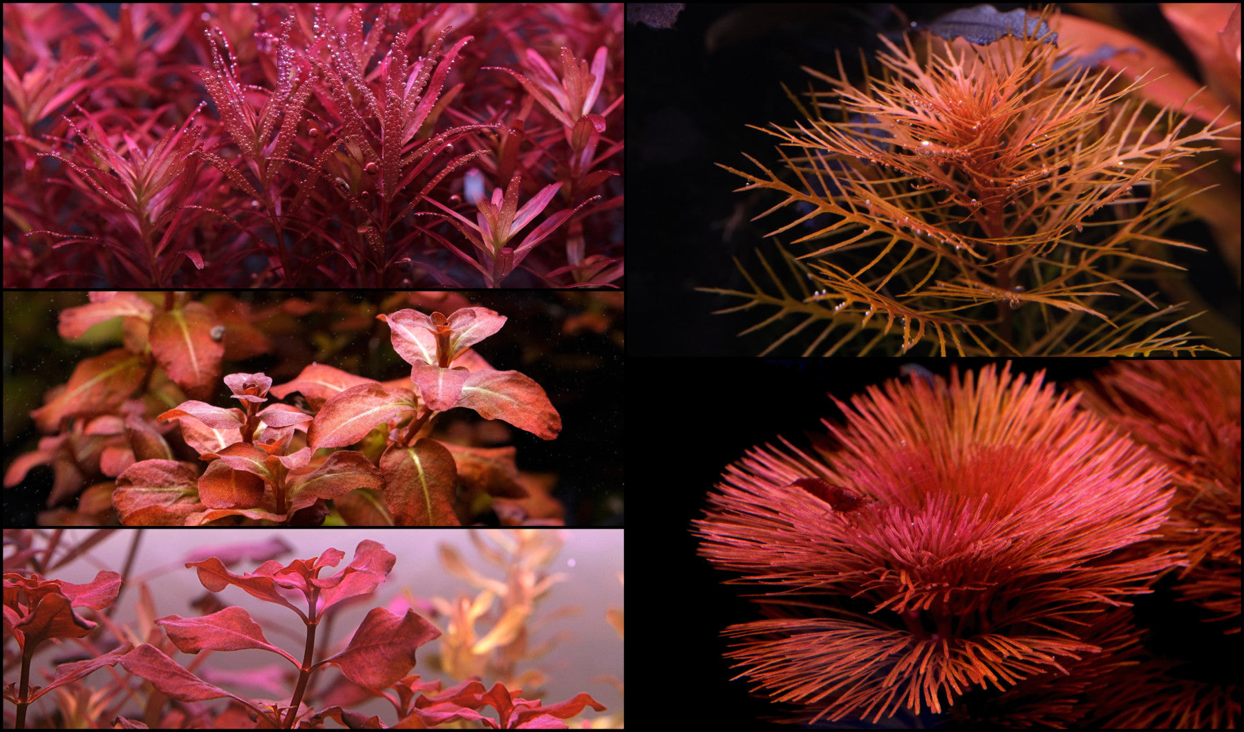 How to grow red aquarium plants