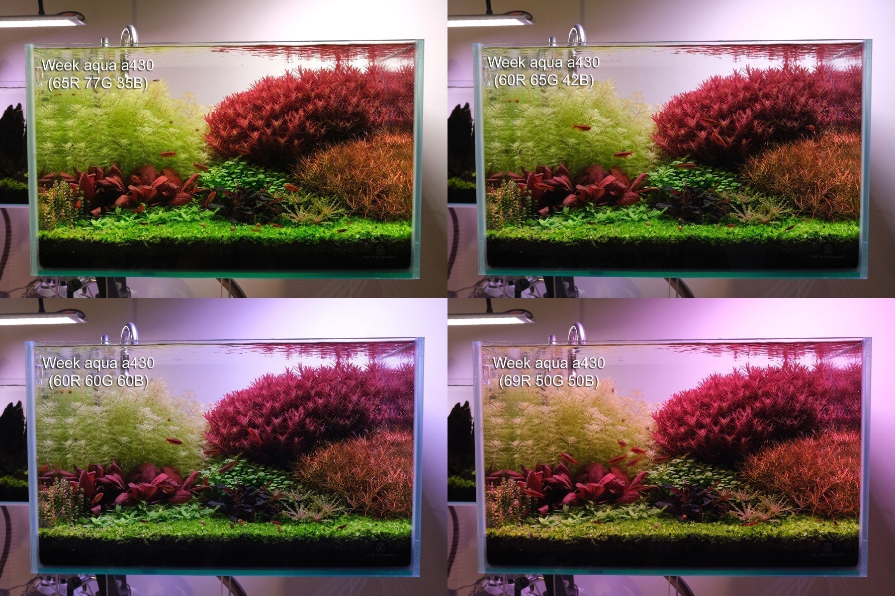 The same planted aquarium under different light settings