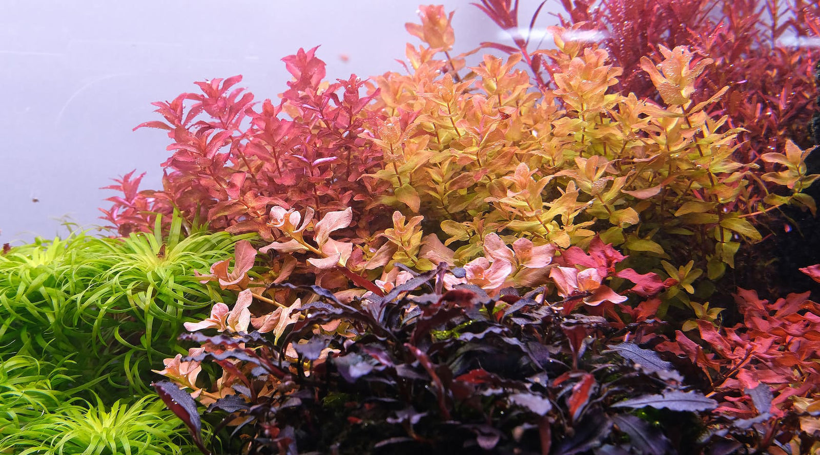 Preventing damage, holes and algae on older leaves of aquatic plants