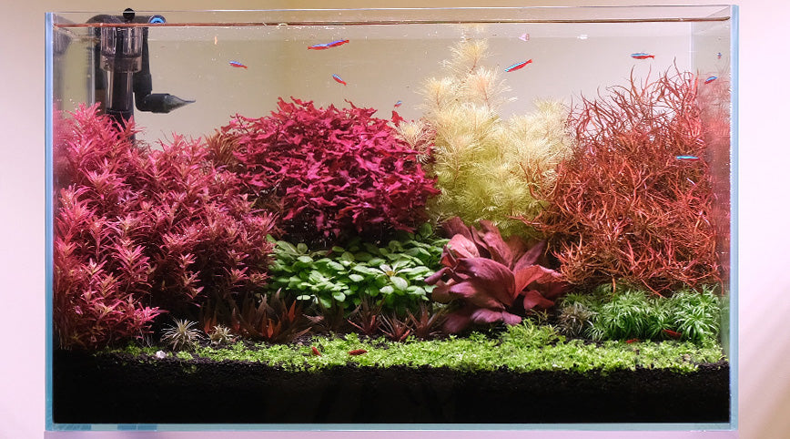 3 Hacks when starting a new tank