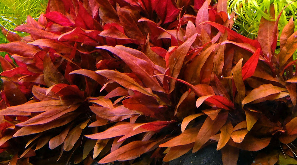Planta de tallo que aporta un espectacular color rojizo a tu acuario, ideal para crear contrastes con el verde de otras especies. Resistente y de fácil cuidado, crece rápido bajo buena iluminación y ayuda a absorber nutrientes, contribuyendo a mantener el agua limpia. Perfecta para el medio o fondo del acuario, se reproduce por esquejes de tallo y aporta densidad y belleza natural al tanque.