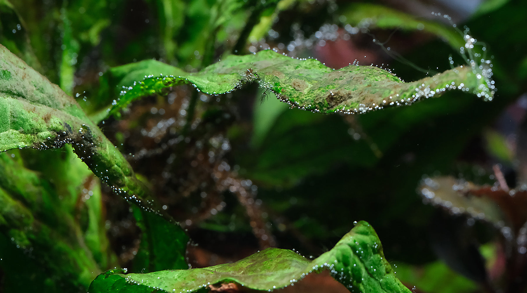 Do excess nutrients trigger algae growth in a planted tank?