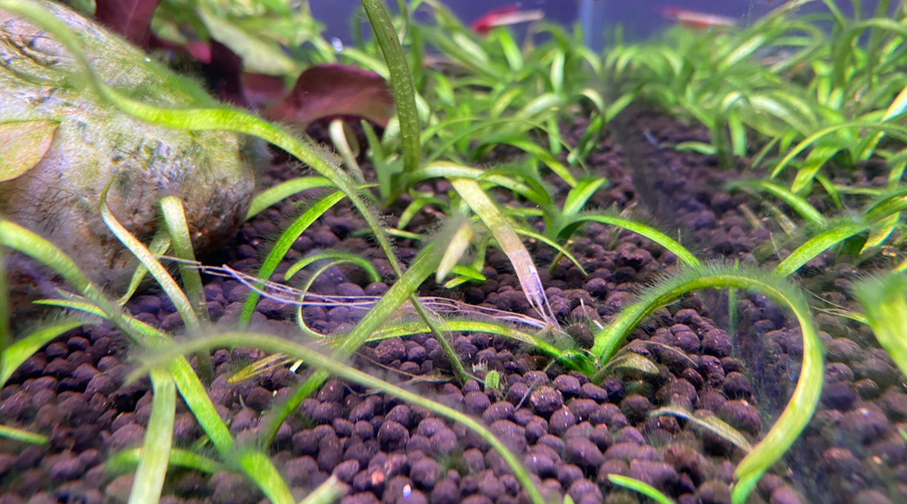 Green Hair Algae, Fuzz Algae, and String Algae in Planted Tanks: Causes and Fixes