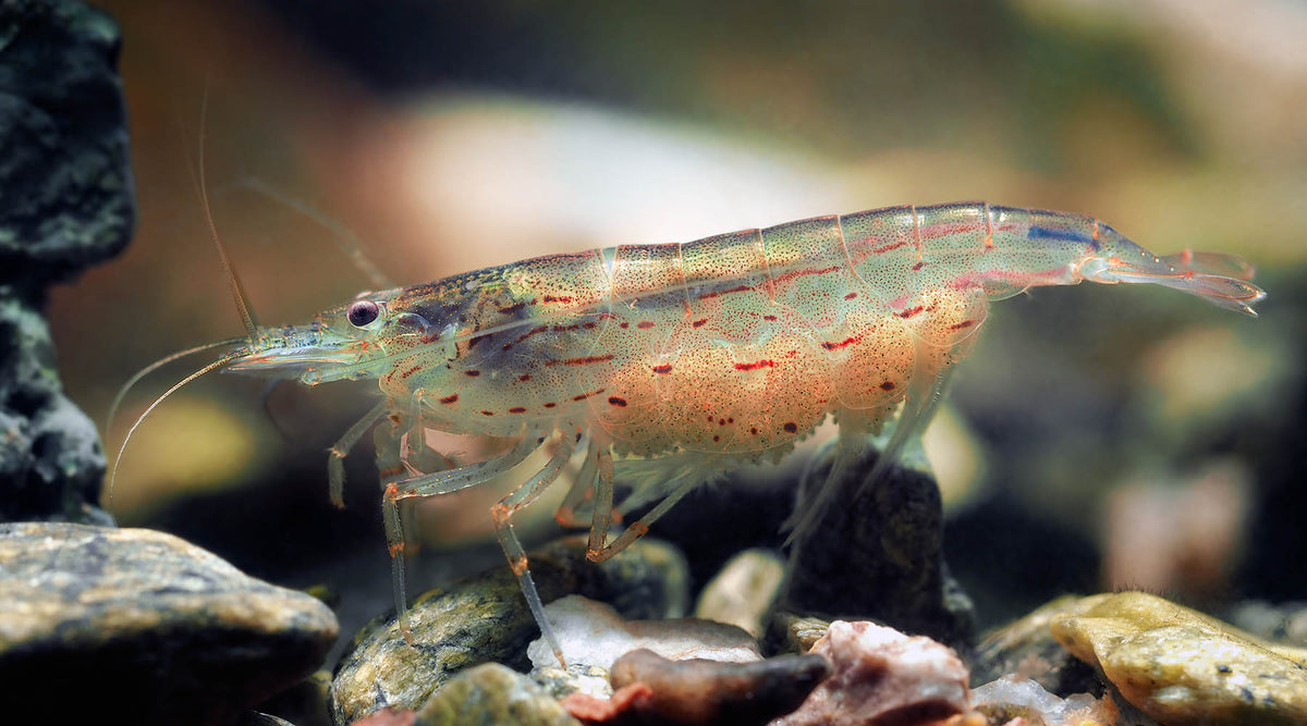 Are plant fertilisers safe for shrimp and fish?