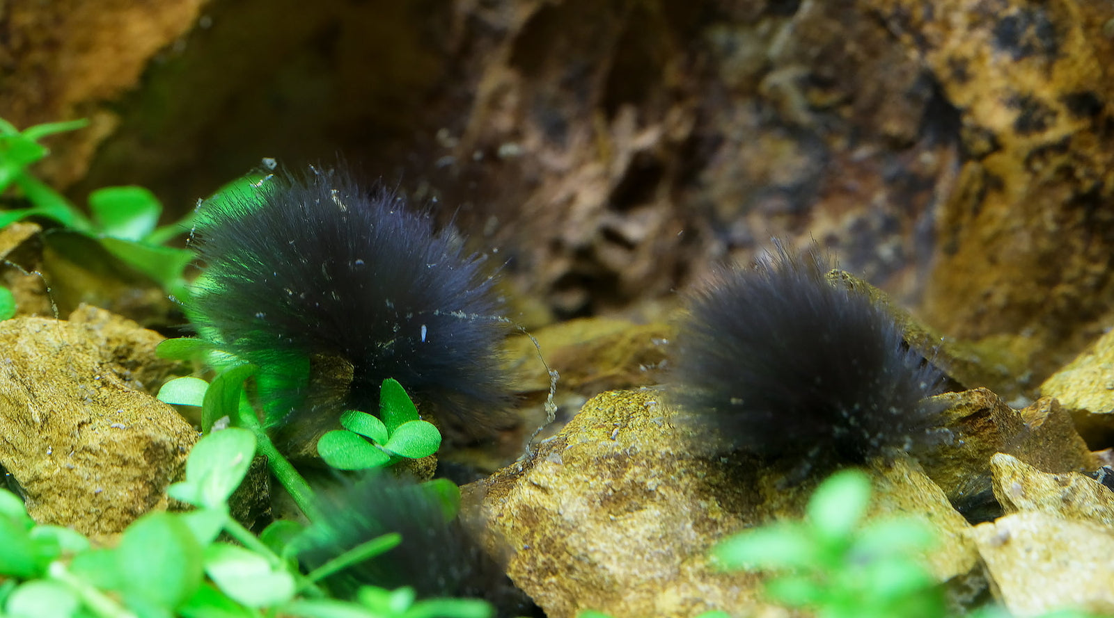 Macro Close-uppicture of black beard algae on plants in freshwater aquarium