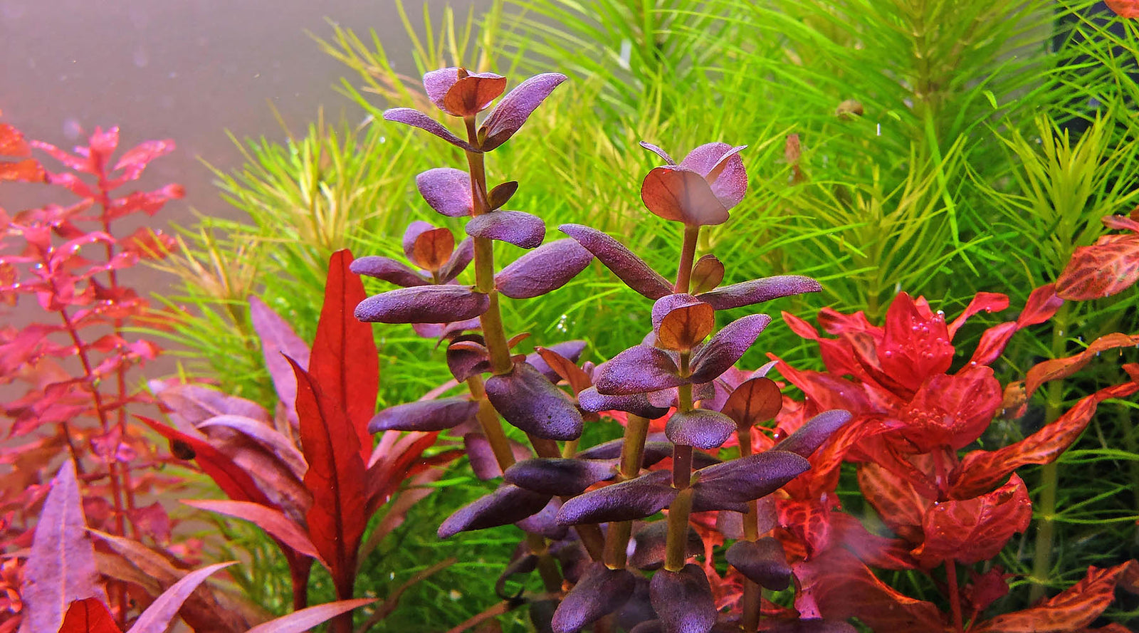 best aquarium plant fertiliser