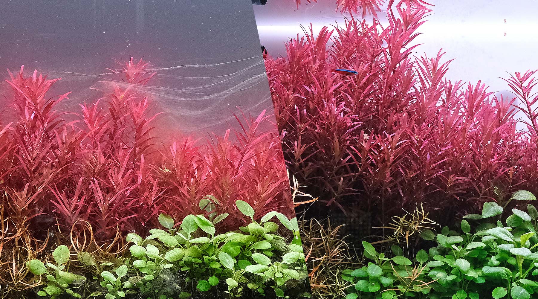 How do you control algae naturally? Read here to learn how to achieve your algae free tanks.