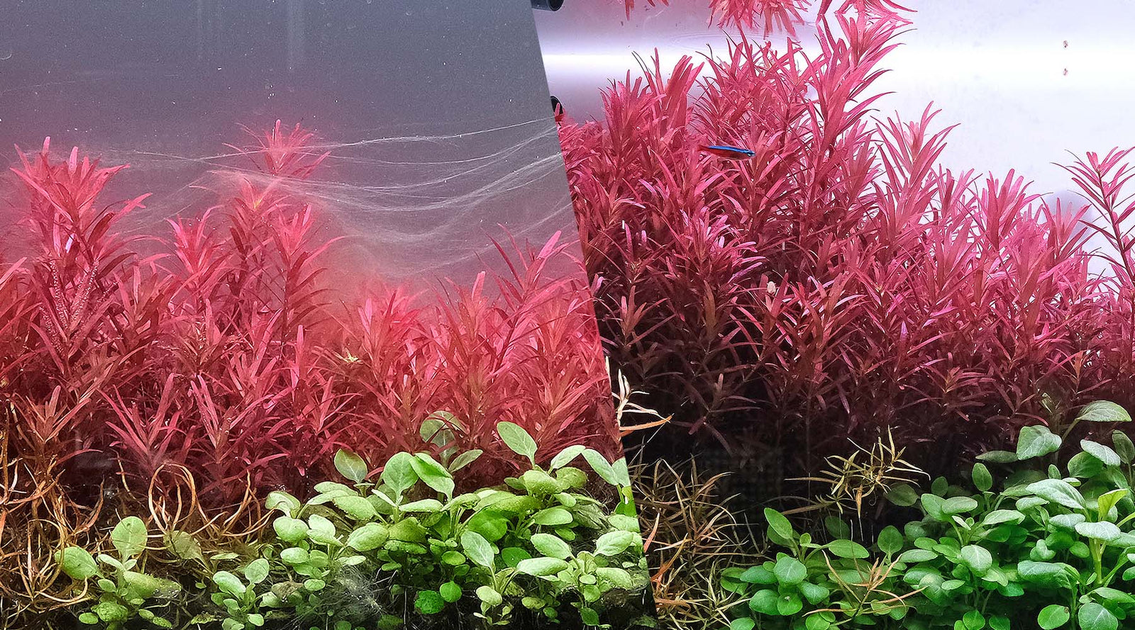 How do you control algae naturally? Read here to learn how to achieve your algae free tanks.