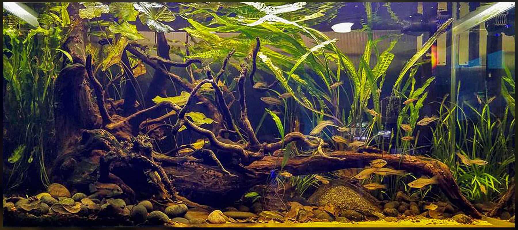 Cory Hopkins | Biotope