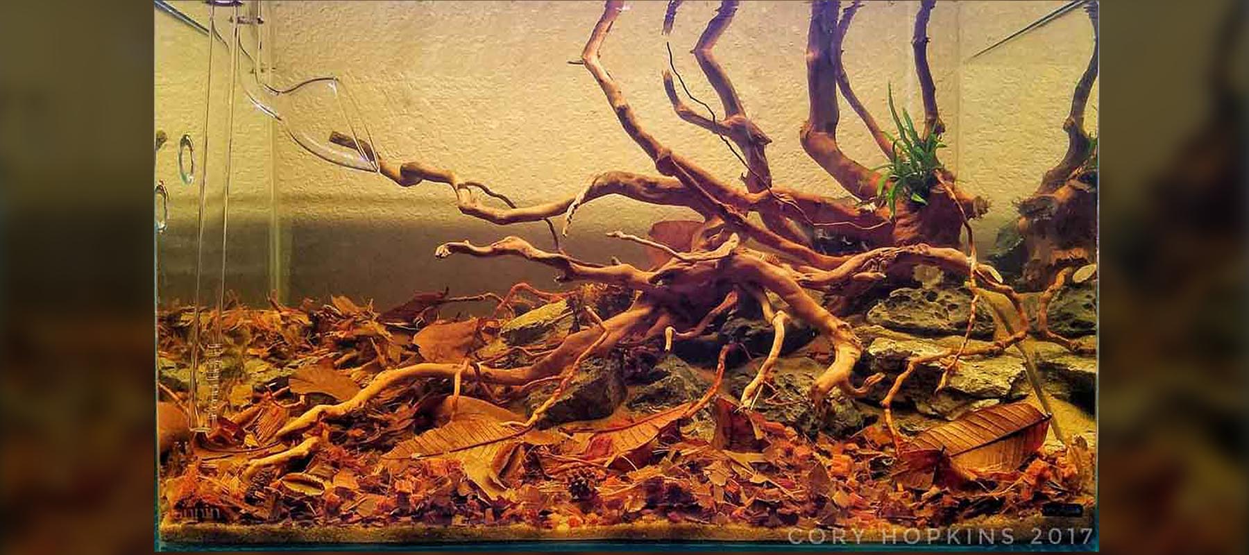 Cory Hopkins Biotope The 2Hr Aquarist