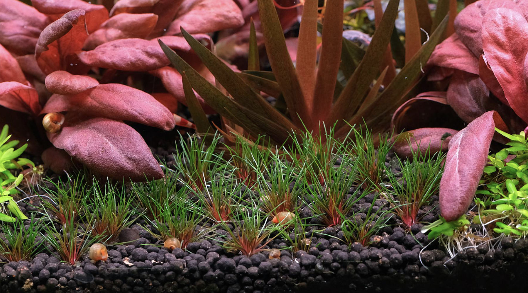 Planted Aquarium Substrate: Active vs Inert Substrates Explained