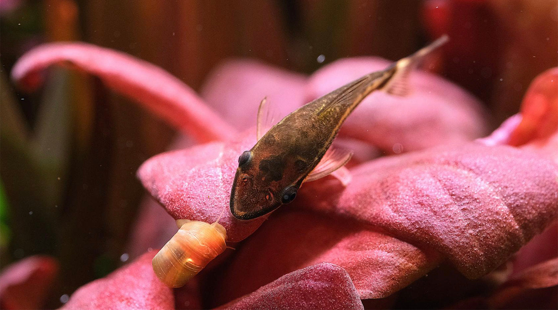 What are the best algae eaters for a planted tank?