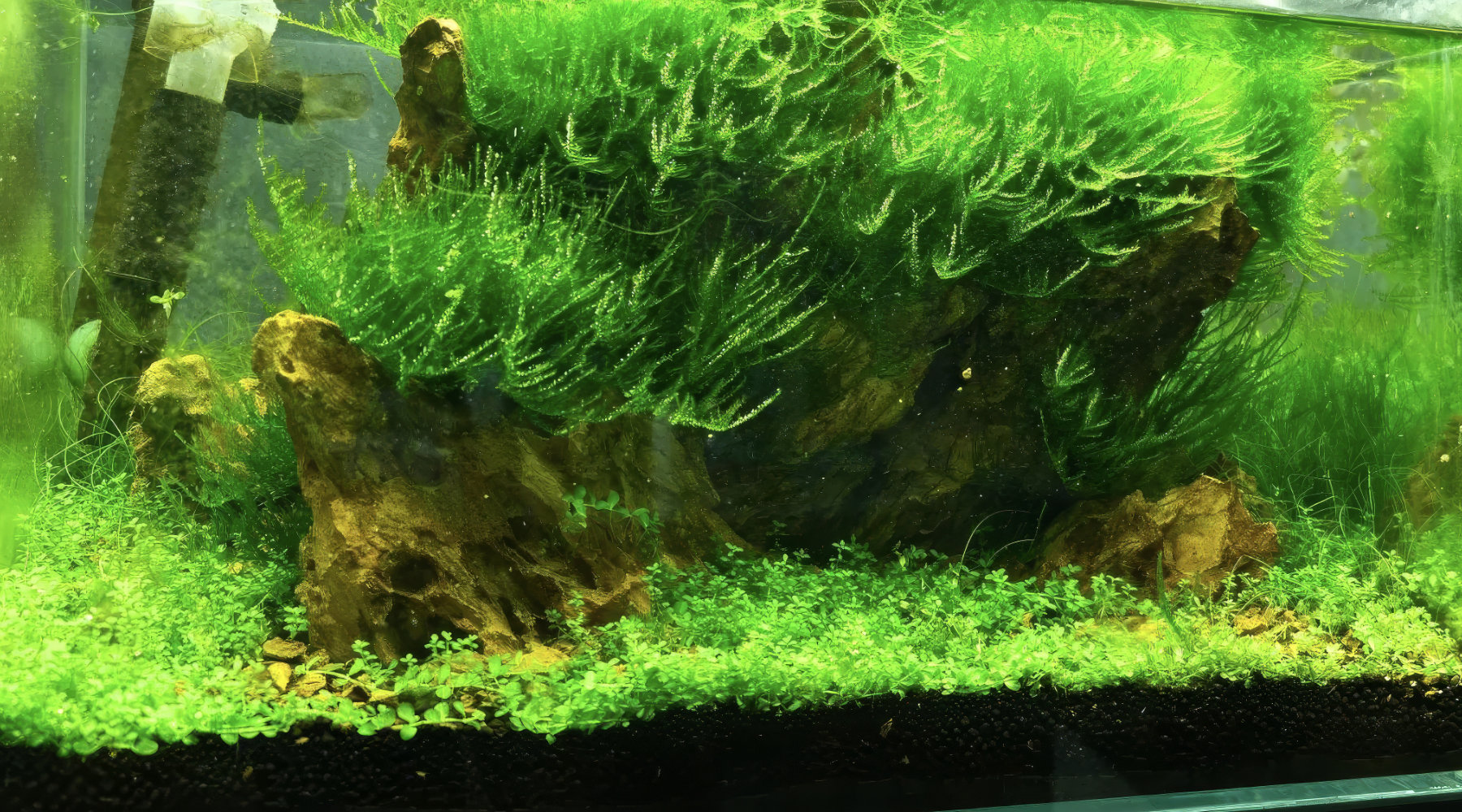 Freshwater Aquarium Algae: How to Identify Types, Find the Cause, and Fix It
