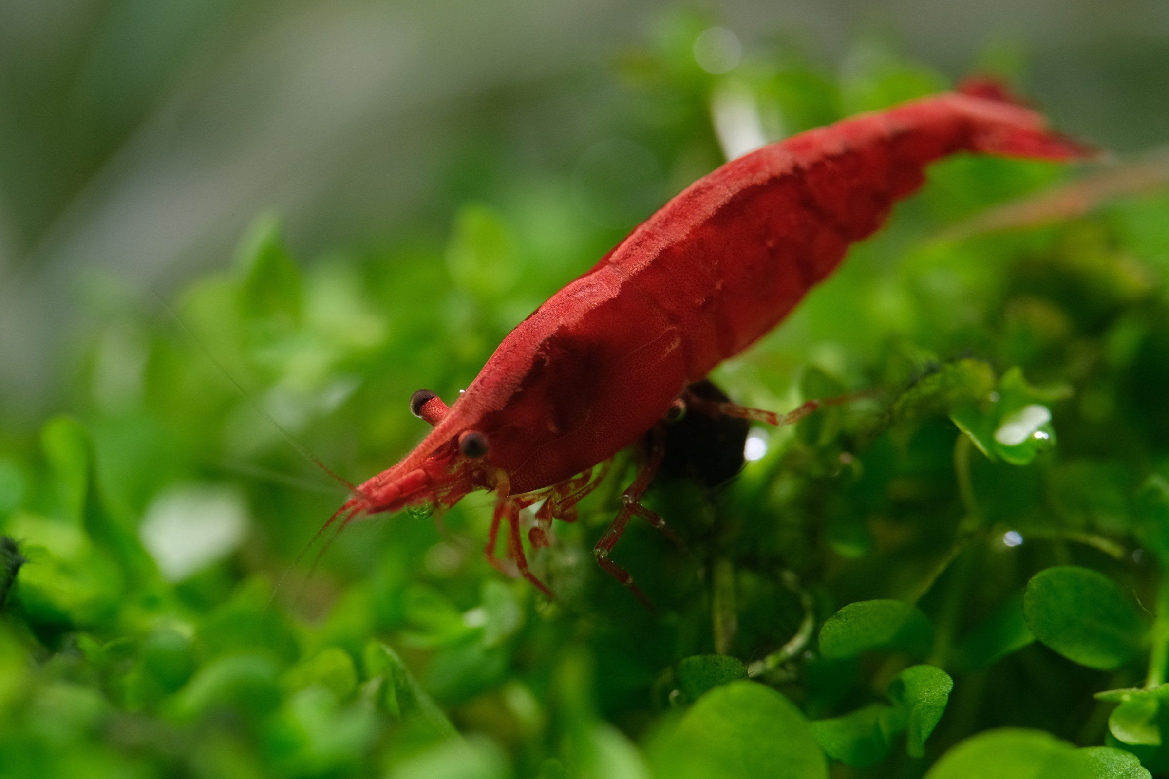 Neocaridina Cherry Shrimp: The Complete Beginner's Guide