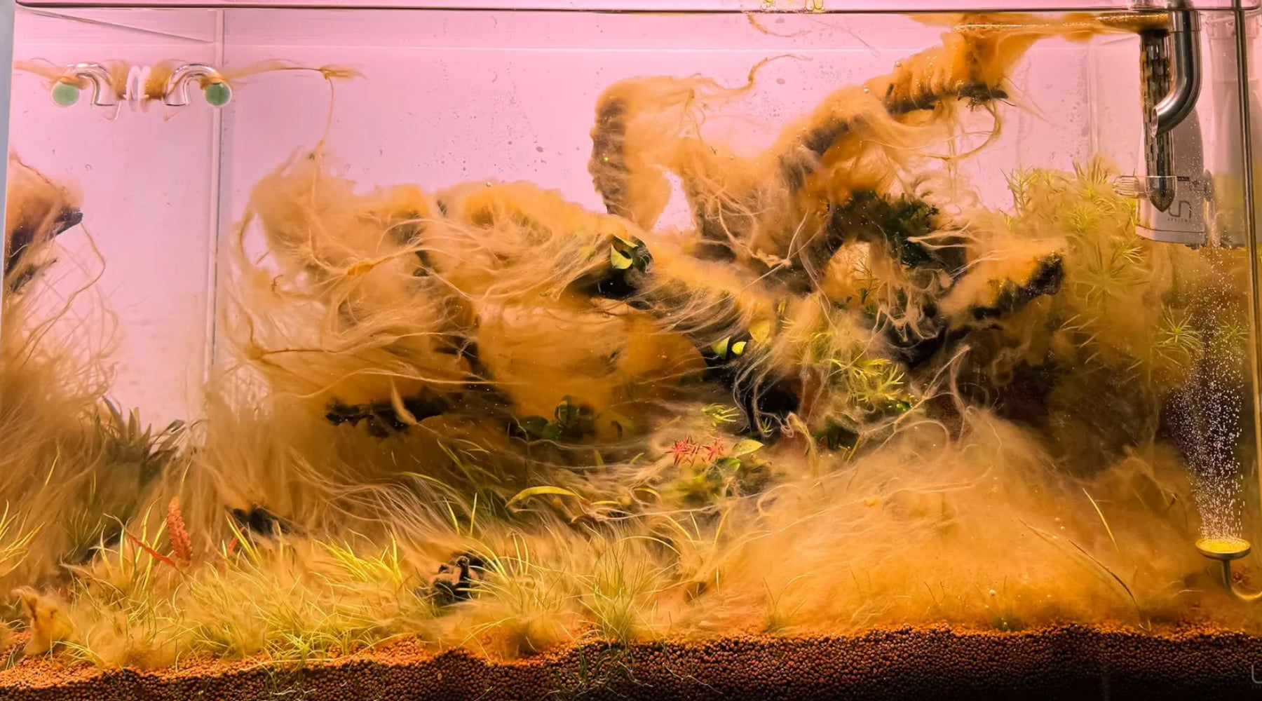 Brown Algae in a New Fish Tank: What Causes Diatoms and How to Get Rid of Them