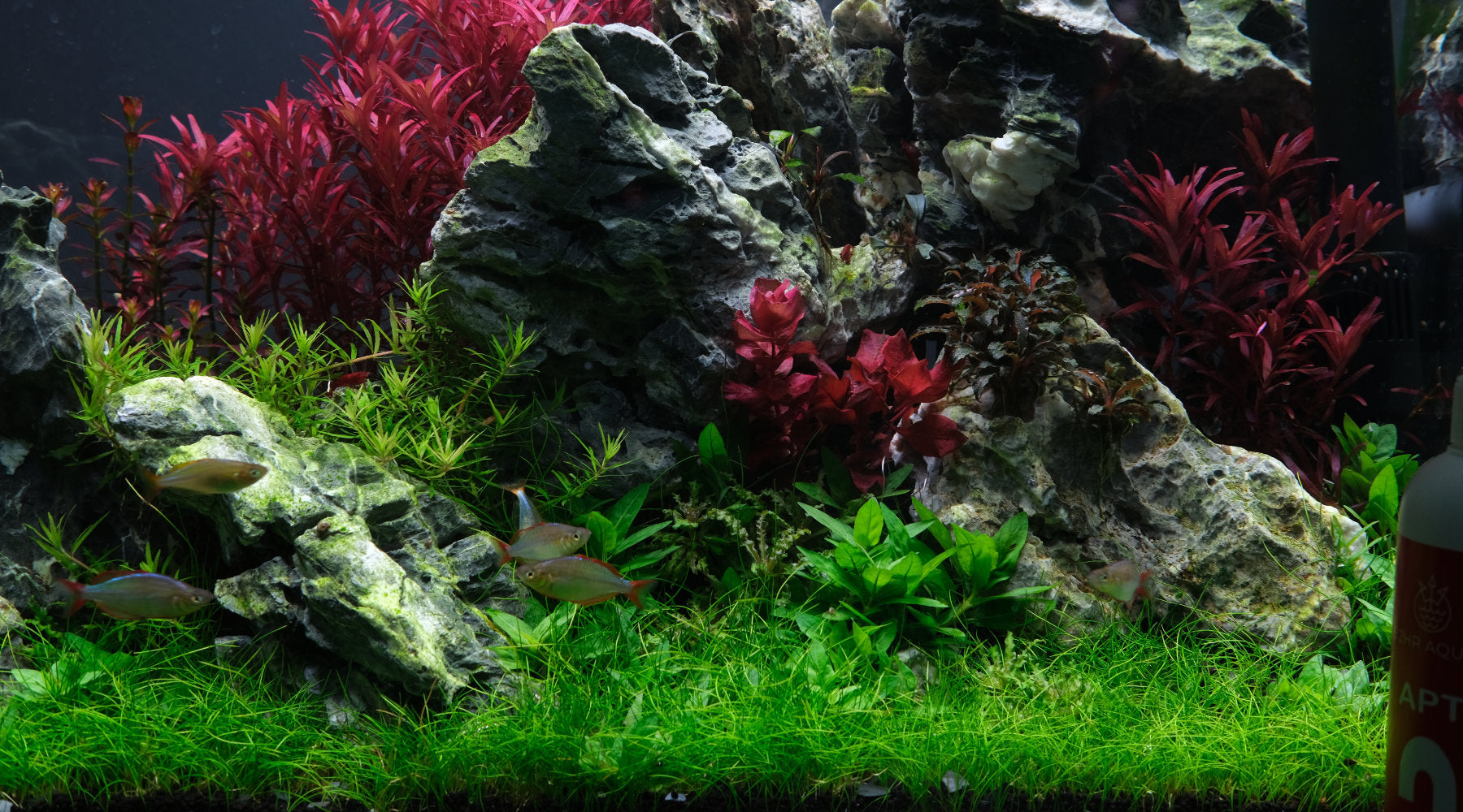 Your First Planted Tank Setup: Substrate, Lighting, Filtration and Plants