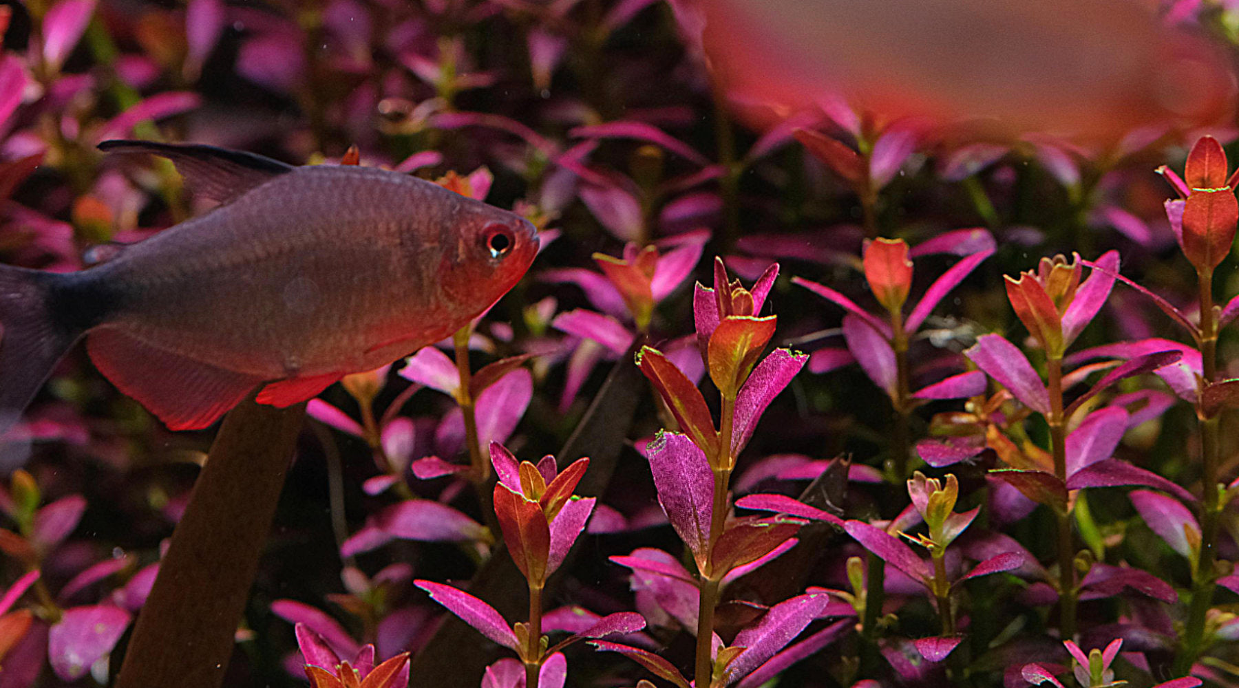 Hyphessobrycon Peugeoti