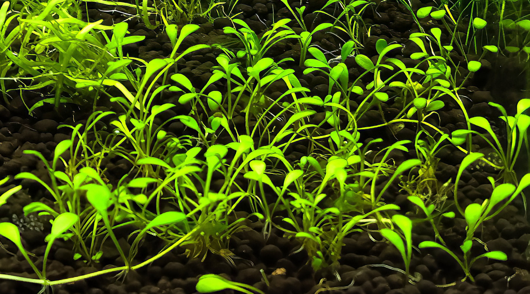 Glossostigma elatinoides in aquasoil