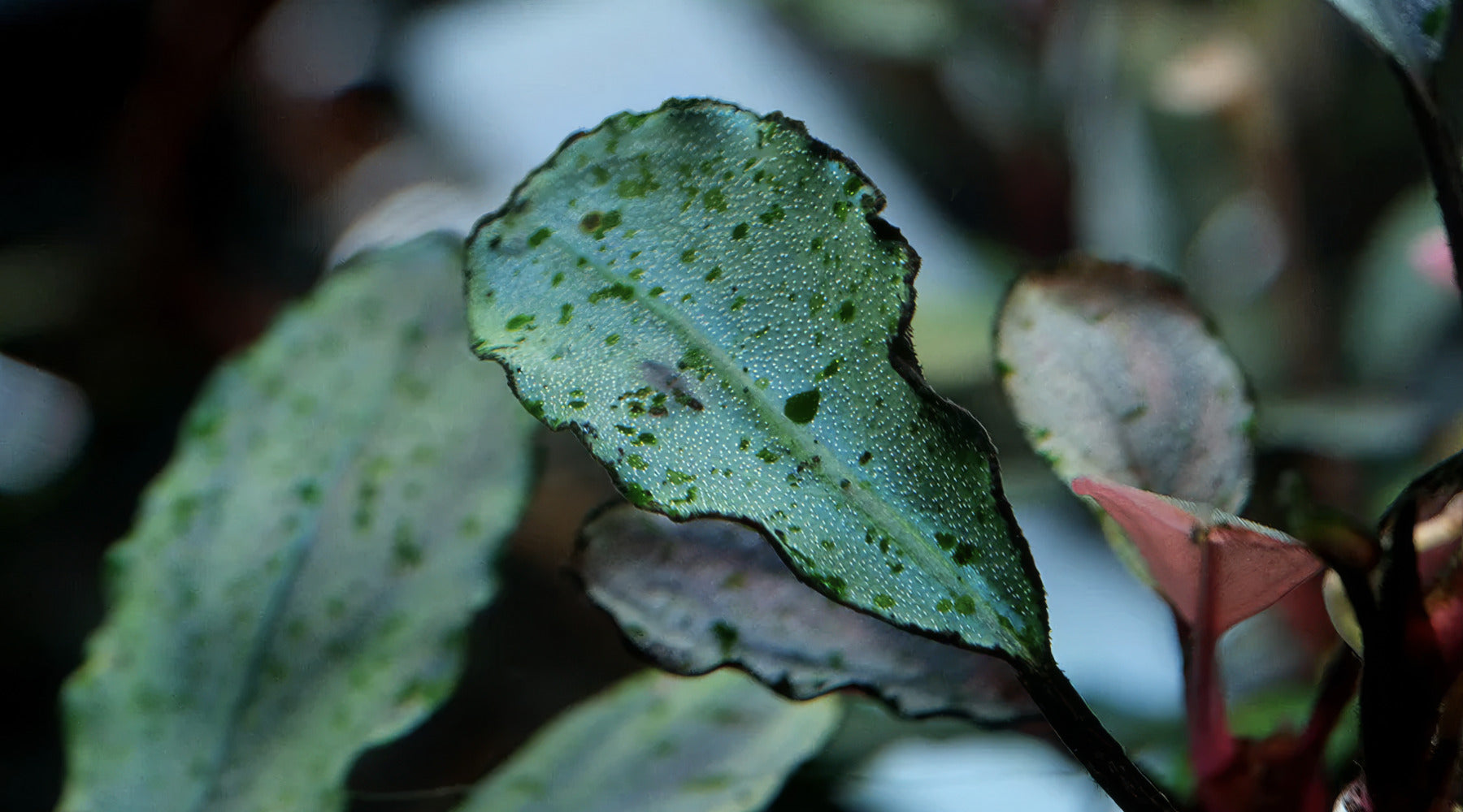 Green Spot Algae (GSA): What Causes It and How to Stop It