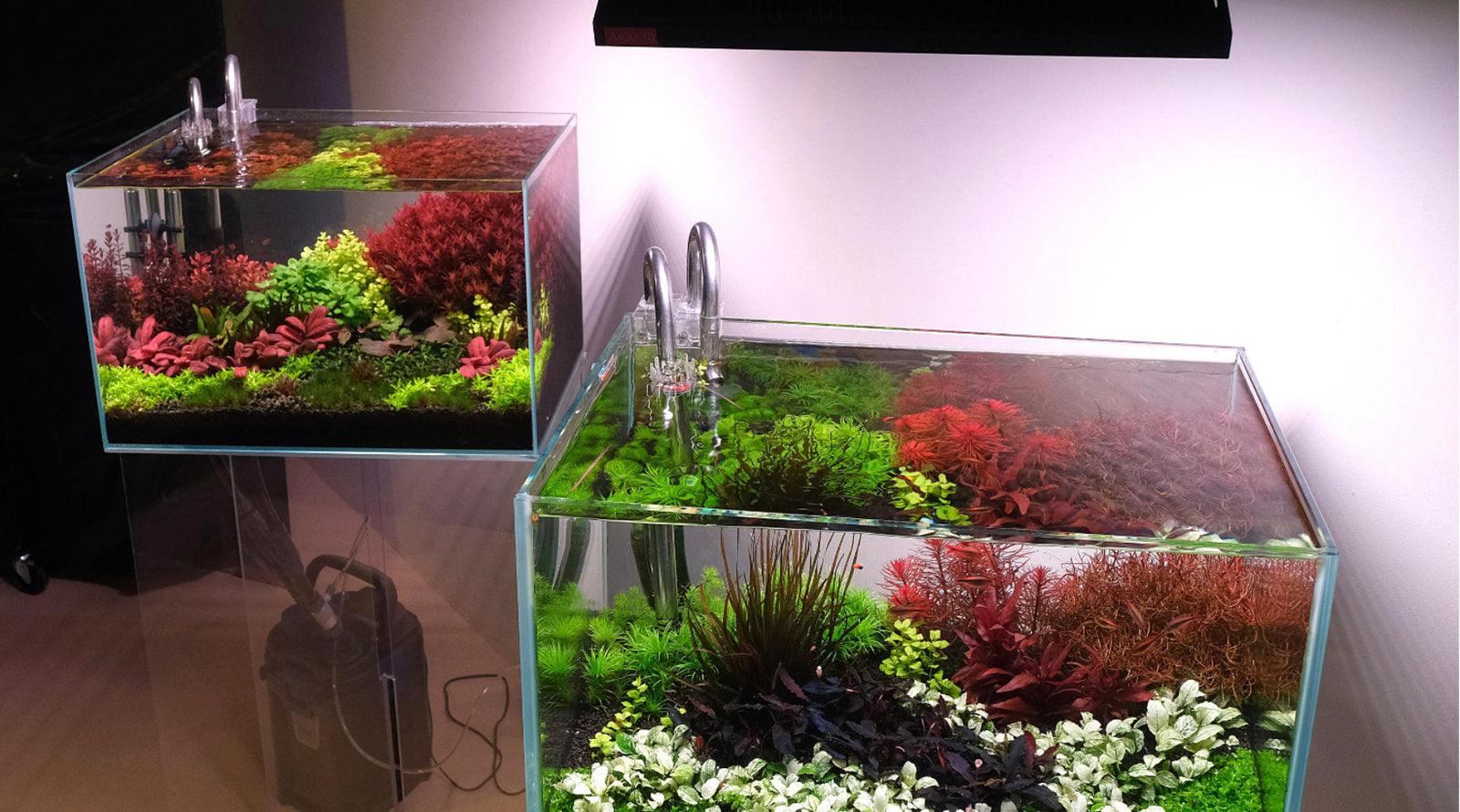 How to choose aquarium light for a thriving planted tank