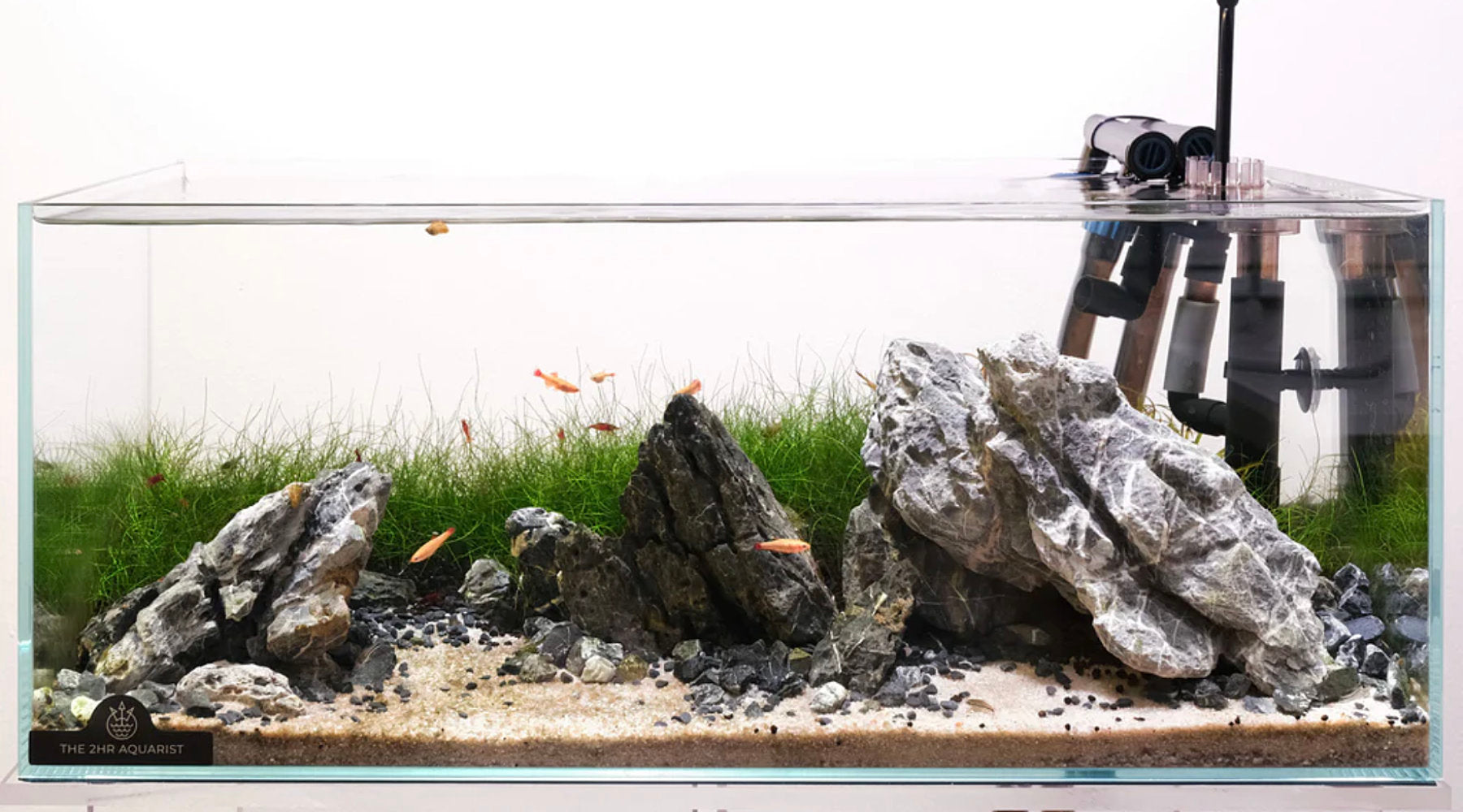 How to Set Up an Iwagumi Aquascape: The 2Hr Way