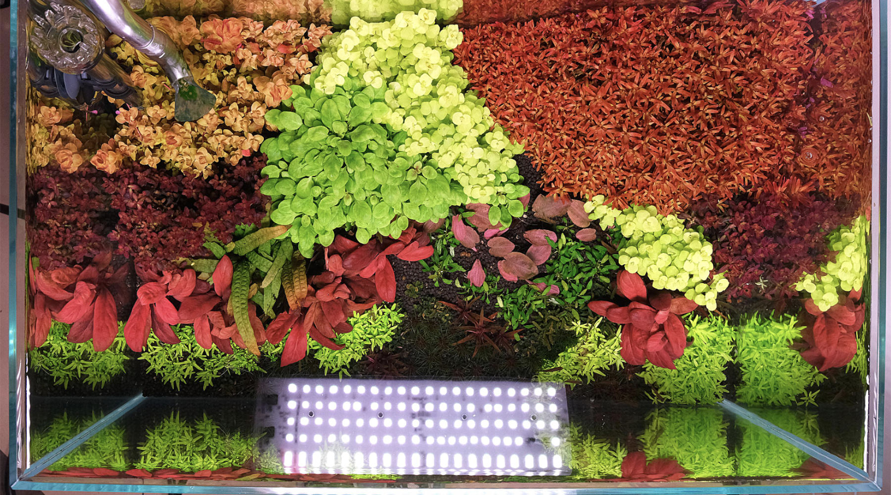 How Many Hours of Light Does a Planted Tank Need?