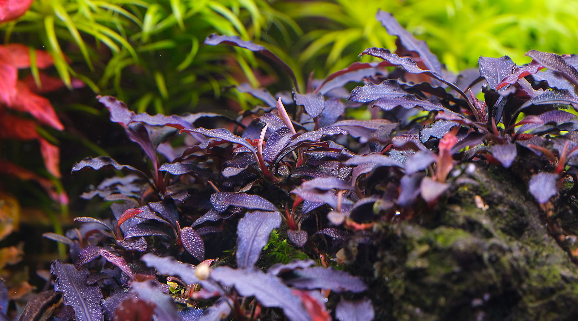 Melting & Algae? 3 mistakes in keeping Bucephalandra