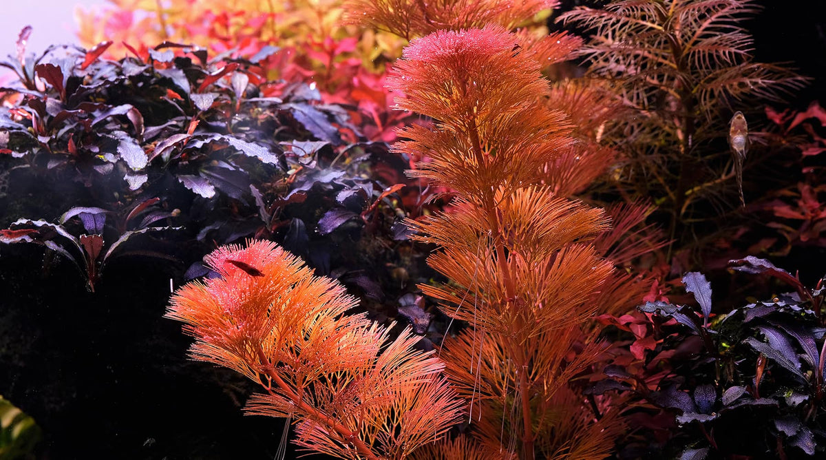 Pink Bloom How to grow Cabomba furcata - The 2Hr Aquarist